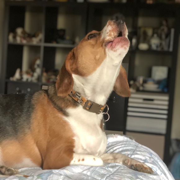 Meet your Posher, Joyce - Picture 3 of 6